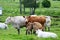 Cows relaxing in the meadow