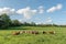 Cows relaxing on a pasture