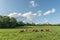 Cows relaxing on a pasture