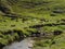 Cows Relaxing beside Stream