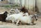 Cows relaxing on street