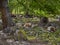 Cows relaxing under a shade tree