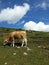 Cows in Resciesa mountain