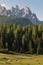 Cows resting on alpine meadow