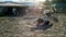 Cows resting on cowshed at sunset, lying and walking outdoors in countryside.