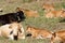 Cows resting in a field