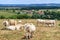 Cows resting in a field in Burgundy