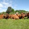 Cows resting on green grass