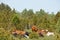 Cows resting by Juniper trees