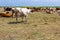 Cows are resting in a meadow.