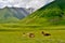 Cows resting on the meadow high in the mountains.