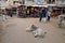 Cows resting in the middle of the street in Pushkar, India