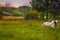 Cows in resting position on the green meadow at sunset.Styled stock photo with rural landscape in Romania