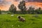 Cows in resting position on the green meadow at sunset.Styled stock photo with rural landscape in Romania