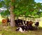 Cows resting in the shade on a hot summer day