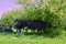 Cows resting under the trees,a herd of cows hiding from the hot sun on pasture