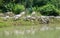 COWS AT A RIVERBANK DRINKING WATER