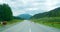 Cows on a road in the Altai mountains, Russia