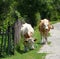 Cows at road side