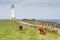 Cows in the road to the lighthouse