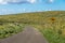 Cows in a road to Rano Kau Volcano - Easter Island, Chile