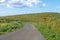 Cows in a road to Rano Kau Volcano - Easter Island, Chile