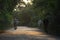 Cows Road in village with trees on both side India