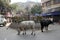 Cows roam the streets of Kolkata