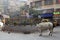 Cows roam the streets of Kolkata