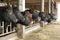 Cows in a row in an open cowshed