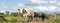 Cows in a row on a path, herd of black and white, with clouds in the sky as background, passing a gate in front