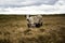 Cows On Rugged Farmland, Peak District National Park, Derbyshire, UK