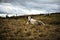 Cows On Rugged Farmland, Peak District National Park, Derbyshire, UK