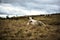Cows On Rugged Farmland, Peak District National Park, Derbyshire, UK
