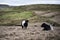 Cows On Rugged Farmland, Peak District National Park, Derbyshire, UK