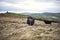 Cows On Rugged Farmland, Peak District National Park, Derbyshire, UK