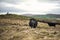 Cows On Rugged Farmland, Peak District National Park, Derbyshire, UK