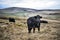 Cows On Rugged Farmland, Peak District National Park, Derbyshire, UK