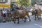 cows run at Alpine Cattle Drive, Rettenberg, Germany