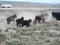 Cows running away and stirring dust