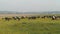 Cows rural landscape on a green grass background
