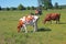 Cows on rural meadow