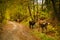 Cows on a rural road in Bucovina