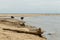 Cows on a sandy beach