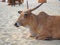 Cows on a sandy beach in the Indian state of Goa. Sacred animals for Hindus.