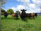 Cows seen through barbed wire fence