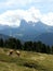 Cows in Sella Pass