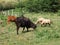 Cows and sheep grazing on bequia