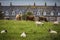 Cows and Sheep Near Iona Island Bishops House