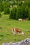 Cows and sheeps on a mountain meadow at summer, mount Beljanica